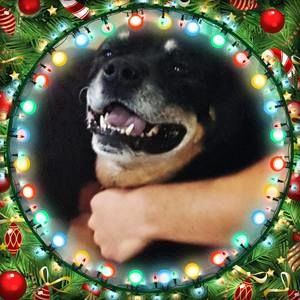 Meet your Posher, Irene